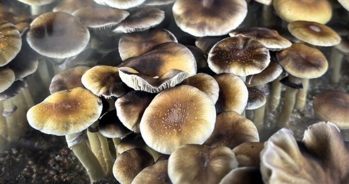 Hongos psicodélicos vencen a los parches de nicotina en estudio para ayudar a fumadores